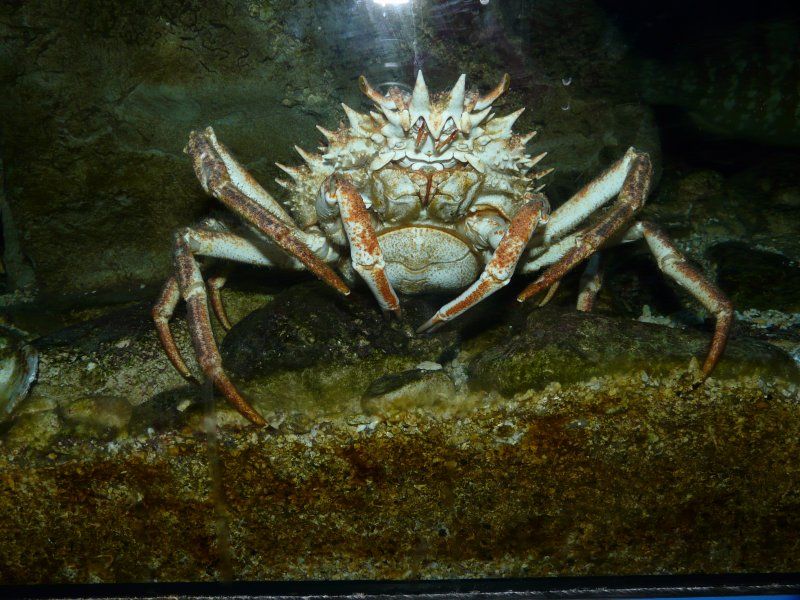 Krab w aquarium w Porec