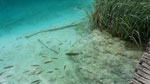 W Plitvickich Jeziorach zobaczyć można wiele gatunków ryb